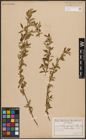 Foto von Salix capensis Thunb.